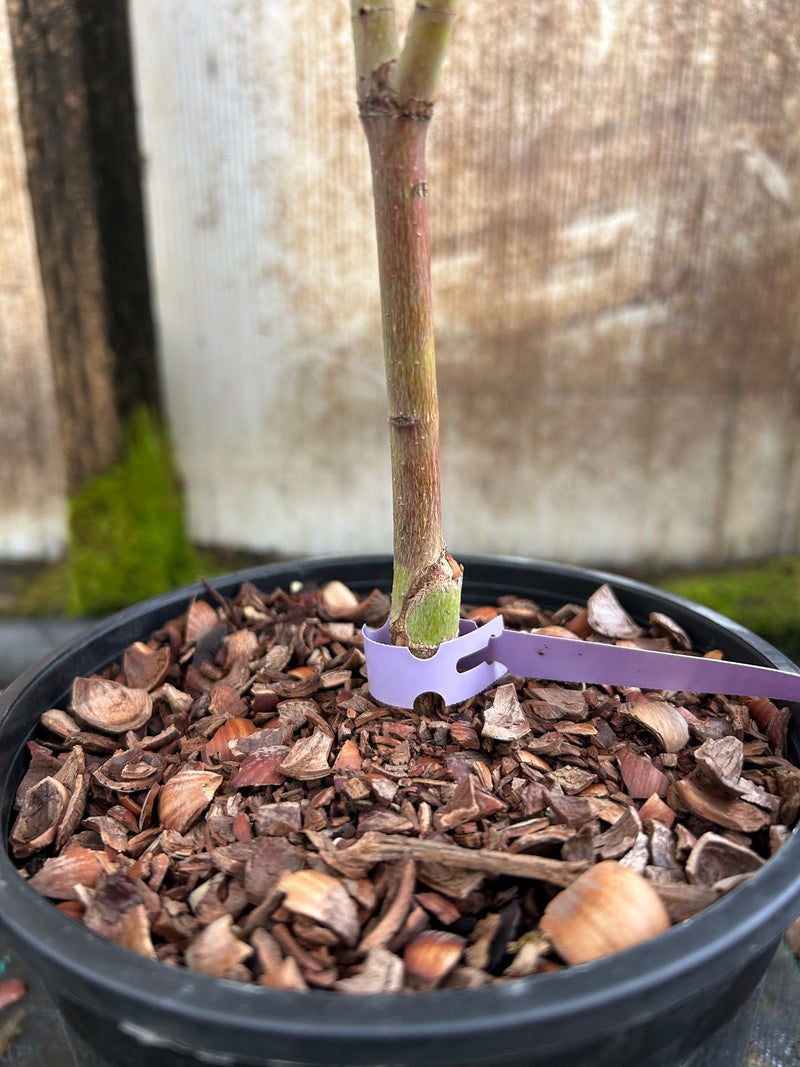 Acer palmatum 'Sango kaku' Coral Bark Japanese Maple