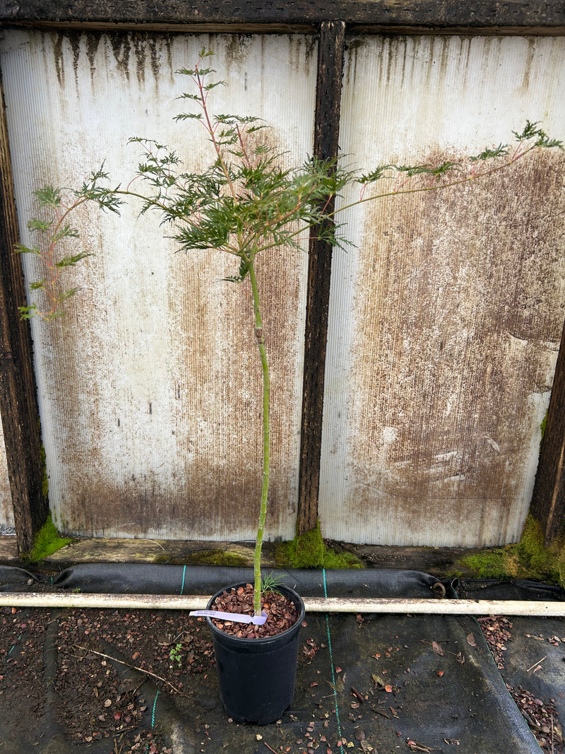 Acer palmatum 'Emerald Lace' Japanese Maple