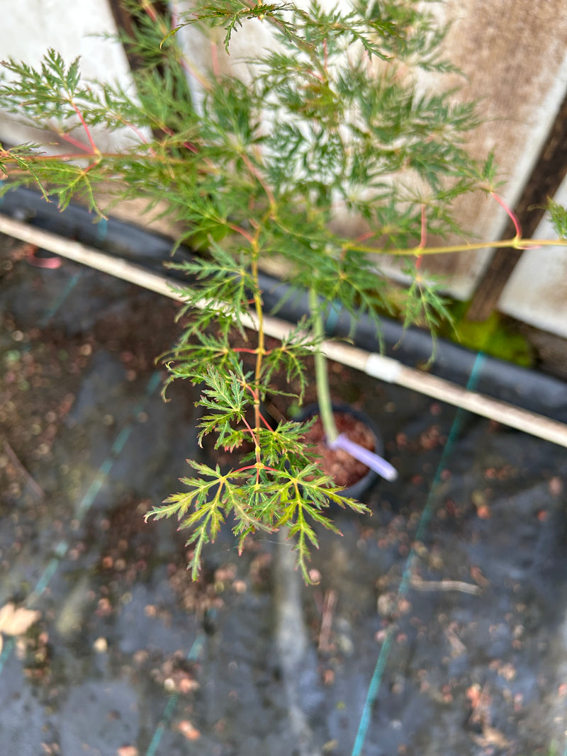 Acer palmatum 'Emerald Lace' Japanese Maple