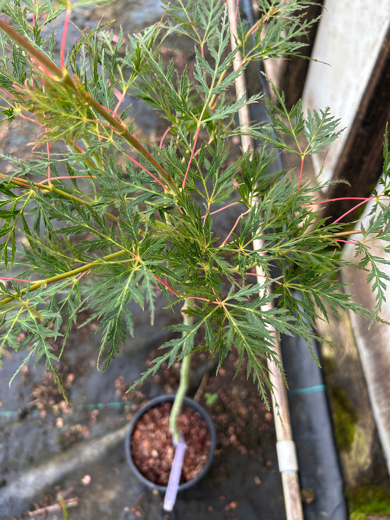 Acer palmatum 'Emerald Lace' Japanese Maple