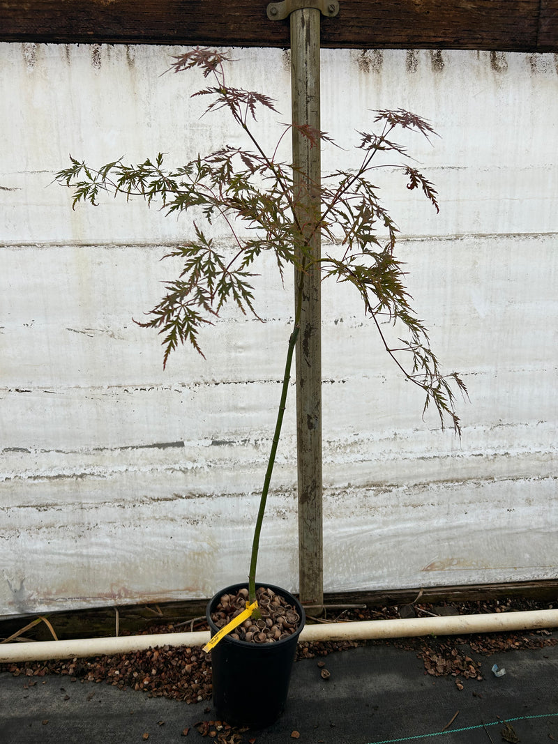 Acer palmatum 'Firefall' Weeping Red Japanese Maple