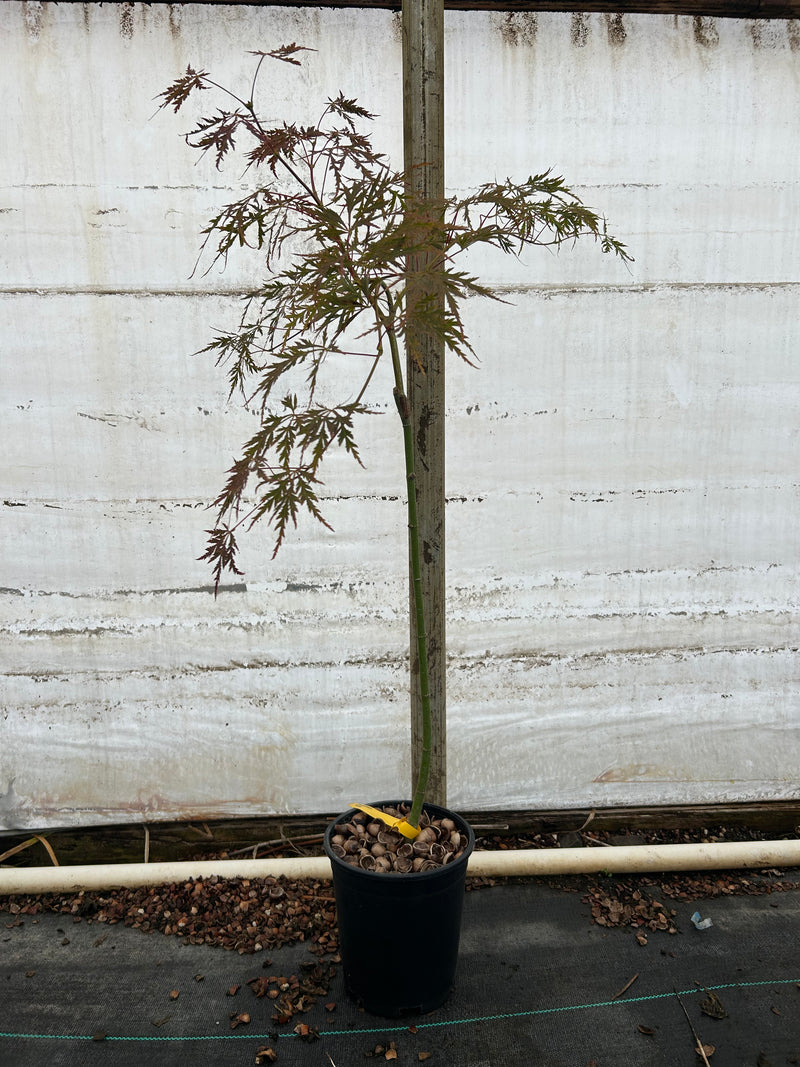 Acer palmatum 'Firefall' Weeping Red Japanese Maple