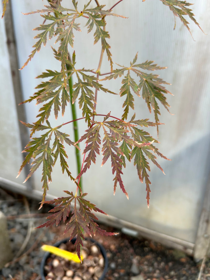 Acer palmatum 'Firefall' Weeping Red Japanese Maple