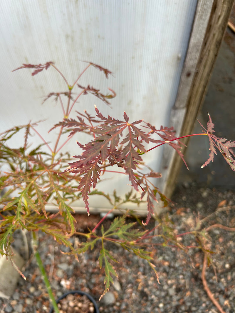 Acer palmatum 'Firefall' Weeping Red Japanese Maple