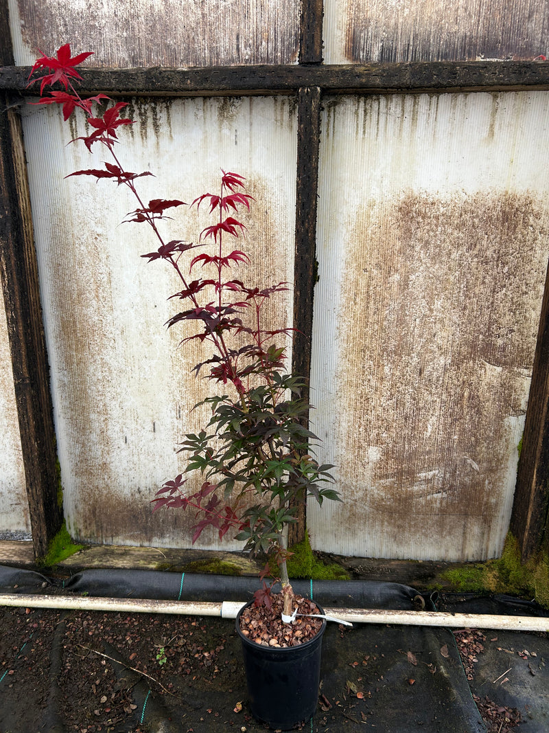 Acer palmatum 'Twombly's Red Sentinel' Columnar Japanese Maple