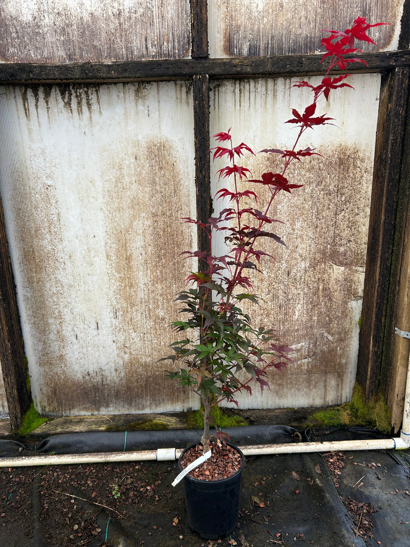 Acer palmatum 'Twombly's Red Sentinel' Columnar Japanese Maple