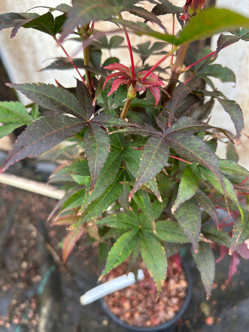 Acer palmatum 'Twombly's Red Sentinel' Columnar Japanese Maple