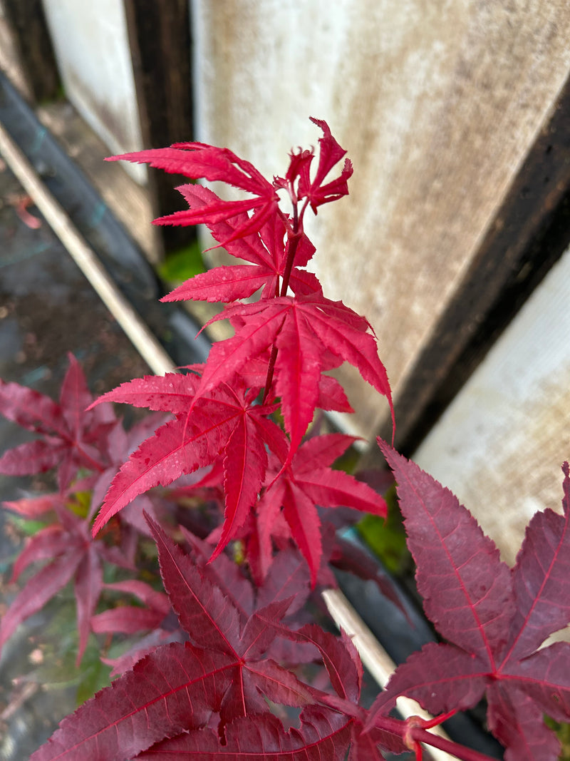 Acer palmatum 'Twombly's Red Sentinel' Columnar Japanese Maple
