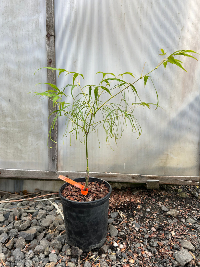 Acer palmatum 'Koto-no-ito' Harp String Japanese Maple