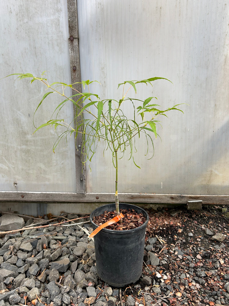 Acer palmatum 'Koto-no-ito' Harp String Japanese Maple