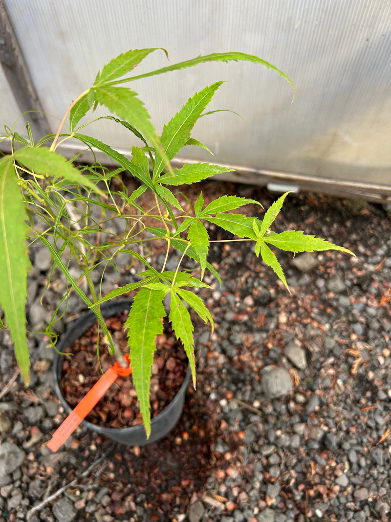 Acer palmatum 'Koto-no-ito' Harp String Japanese Maple