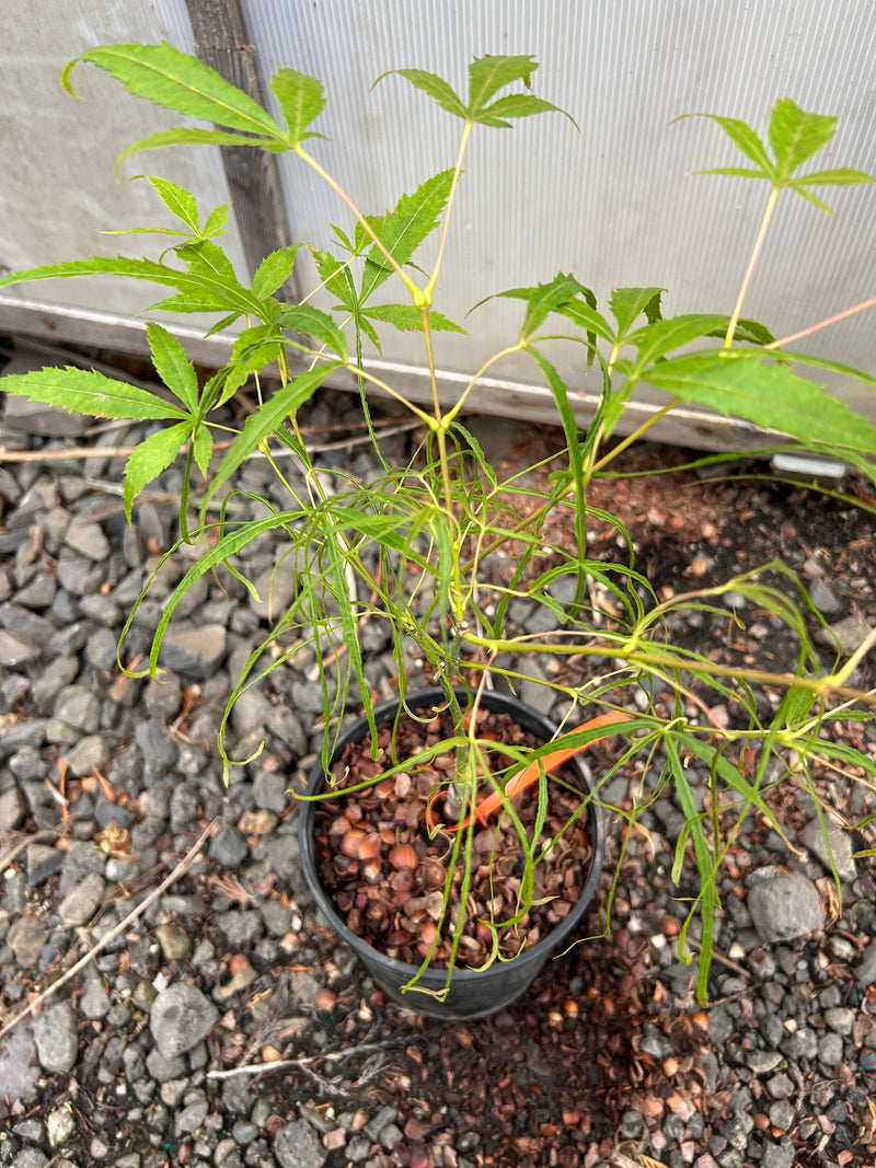 Acer palmatum 'Koto-no-ito' Harp String Japanese Maple