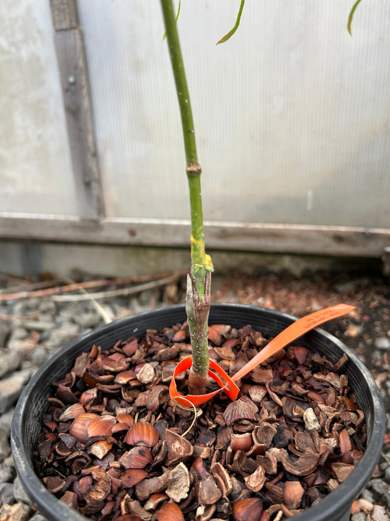 Acer palmatum 'Koto-no-ito' Harp String Japanese Maple
