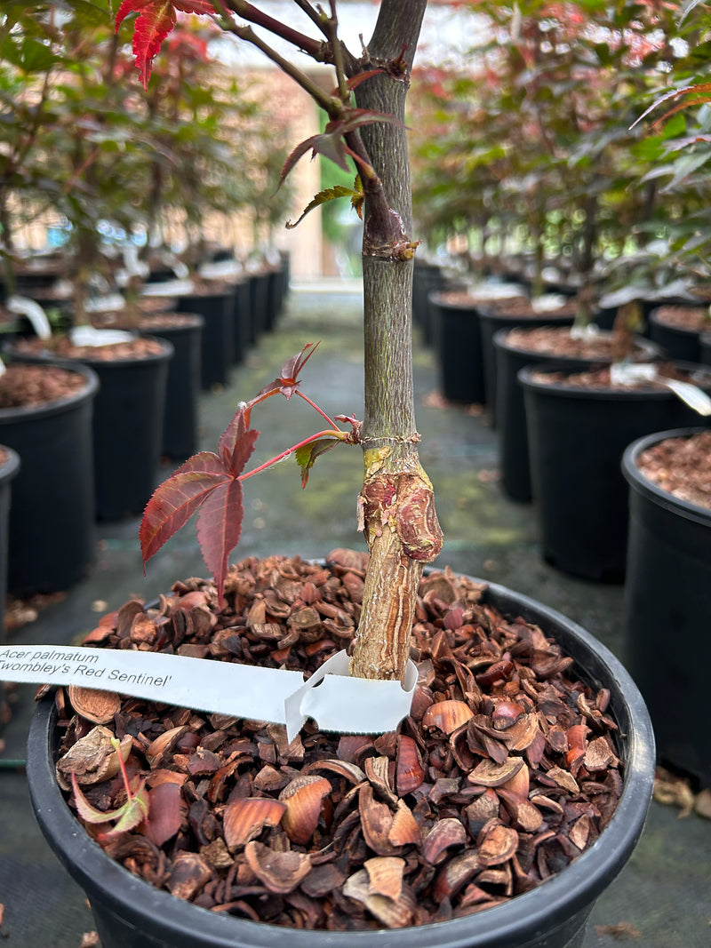Acer palmatum 'Twombly's Red Sentinel' Columnar Japanese Maple