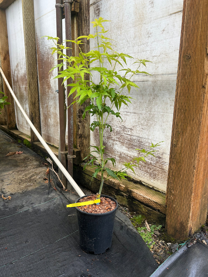 Acer oliverianum 'Hot Chicken' Japanese Maple