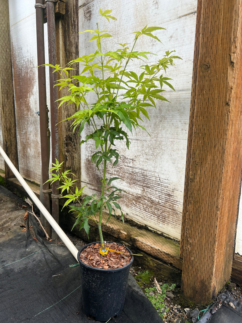 Acer oliverianum 'Hot Chicken' Japanese Maple