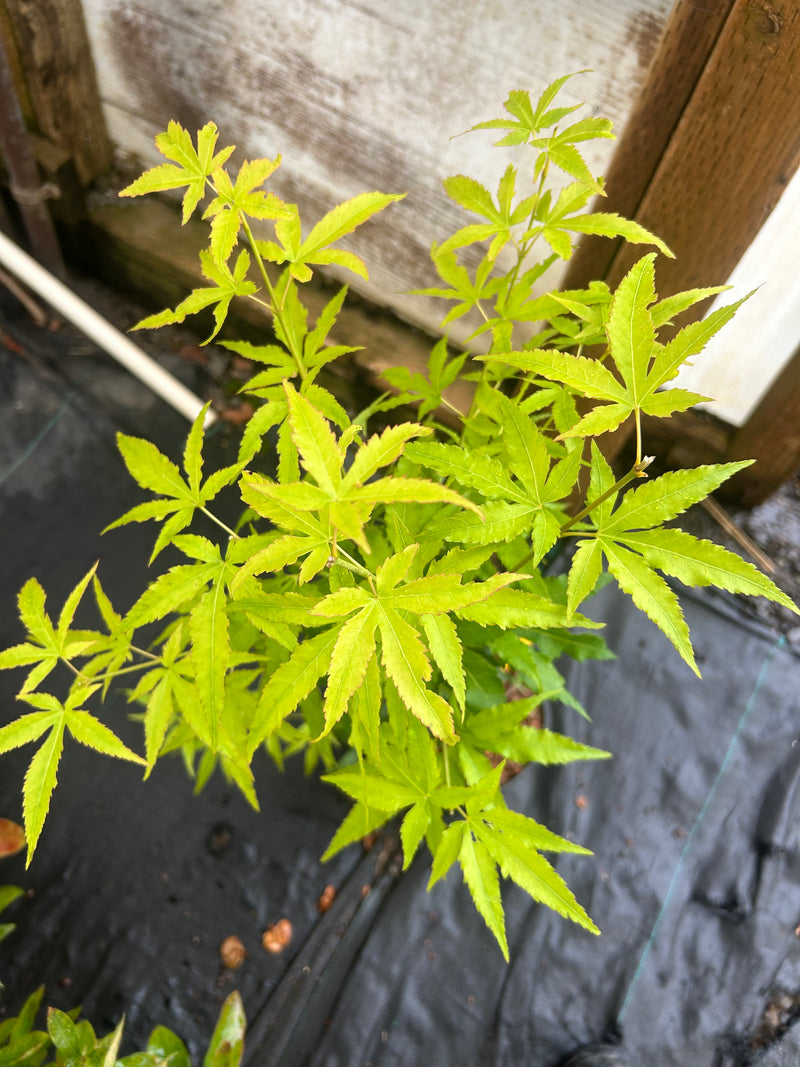 Acer oliverianum 'Hot Chicken' Japanese Maple