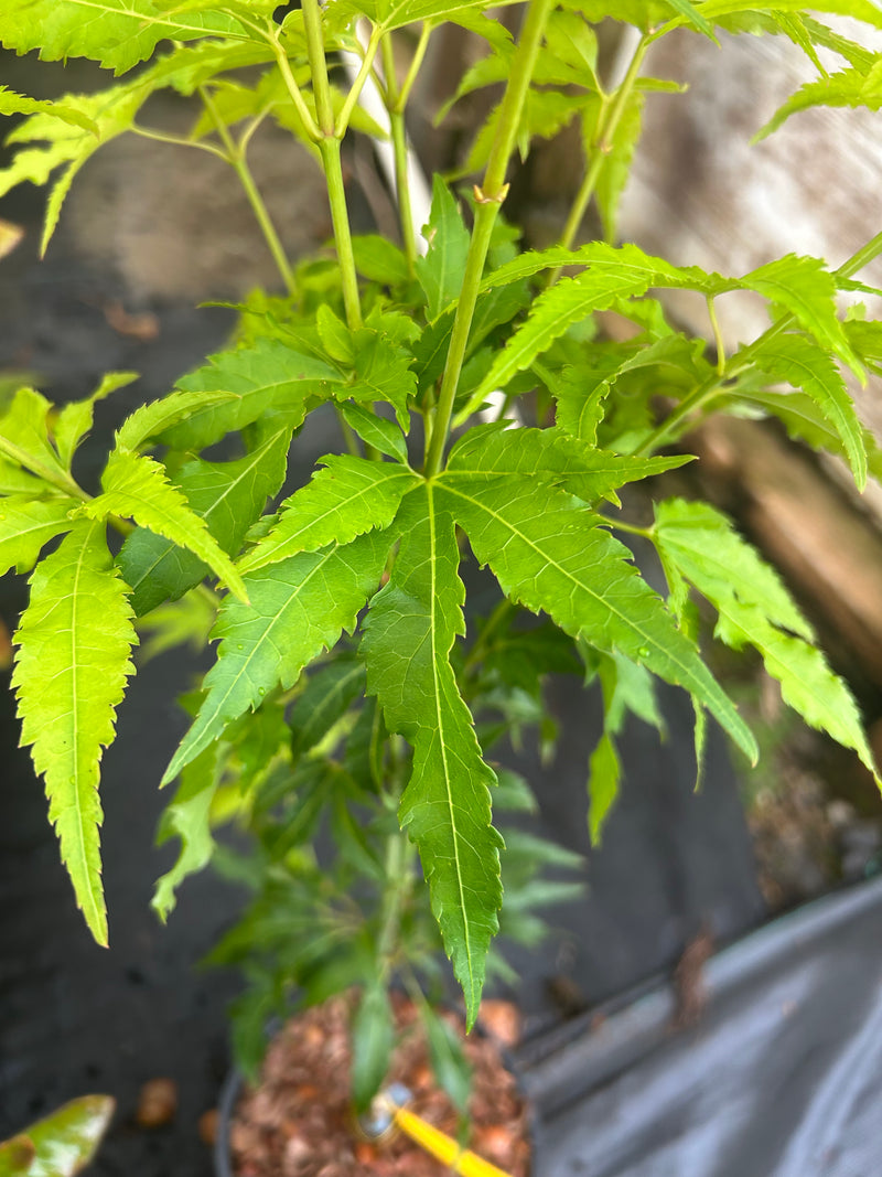 Acer oliverianum 'Hot Chicken' Japanese Maple