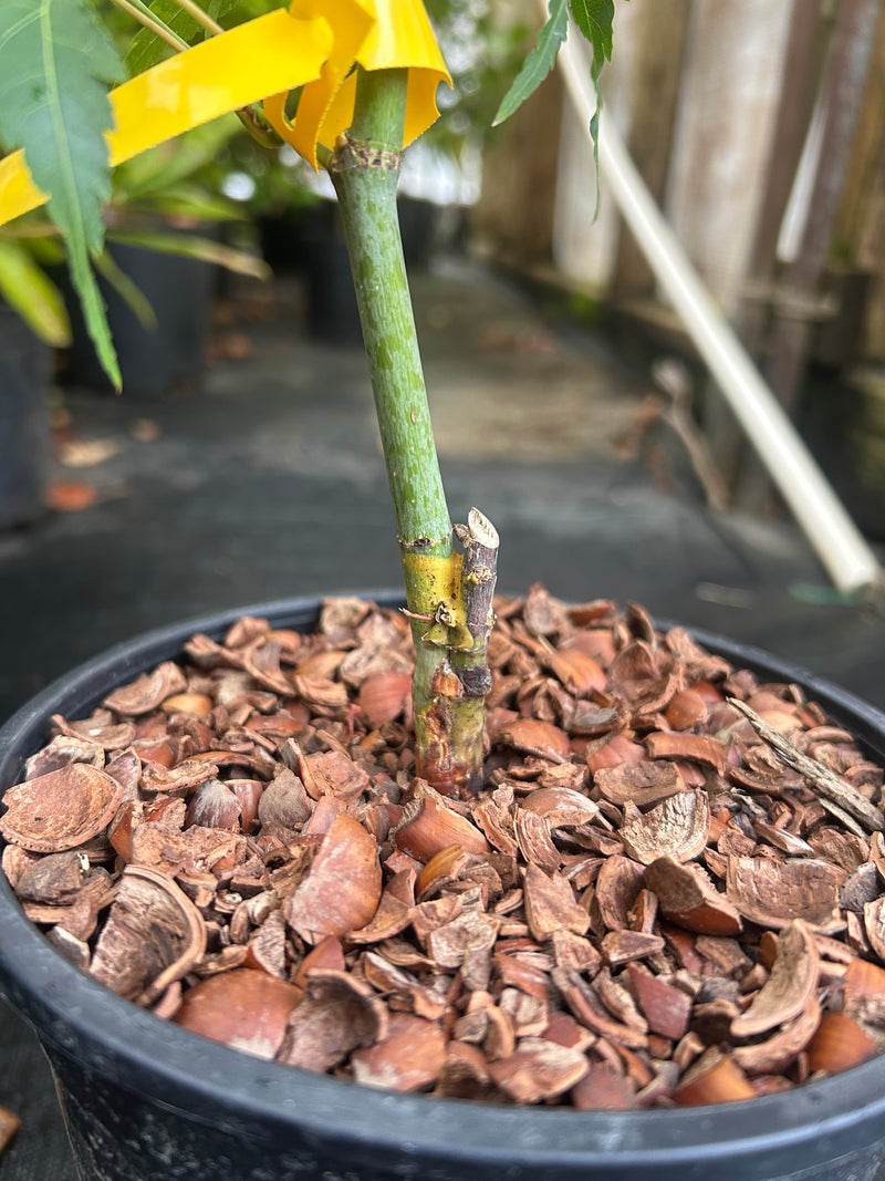 Acer oliverianum 'Hot Chicken' Japanese Maple