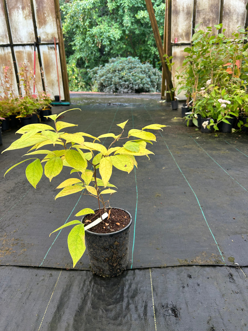 Calycanthus floridus 'Athens' Sweet shrub