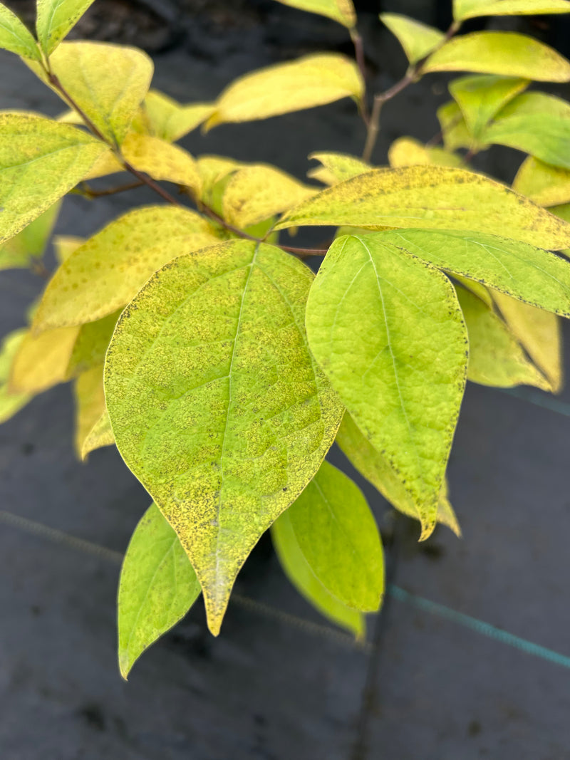 Calycanthus floridus 'Athens' Sweet shrub