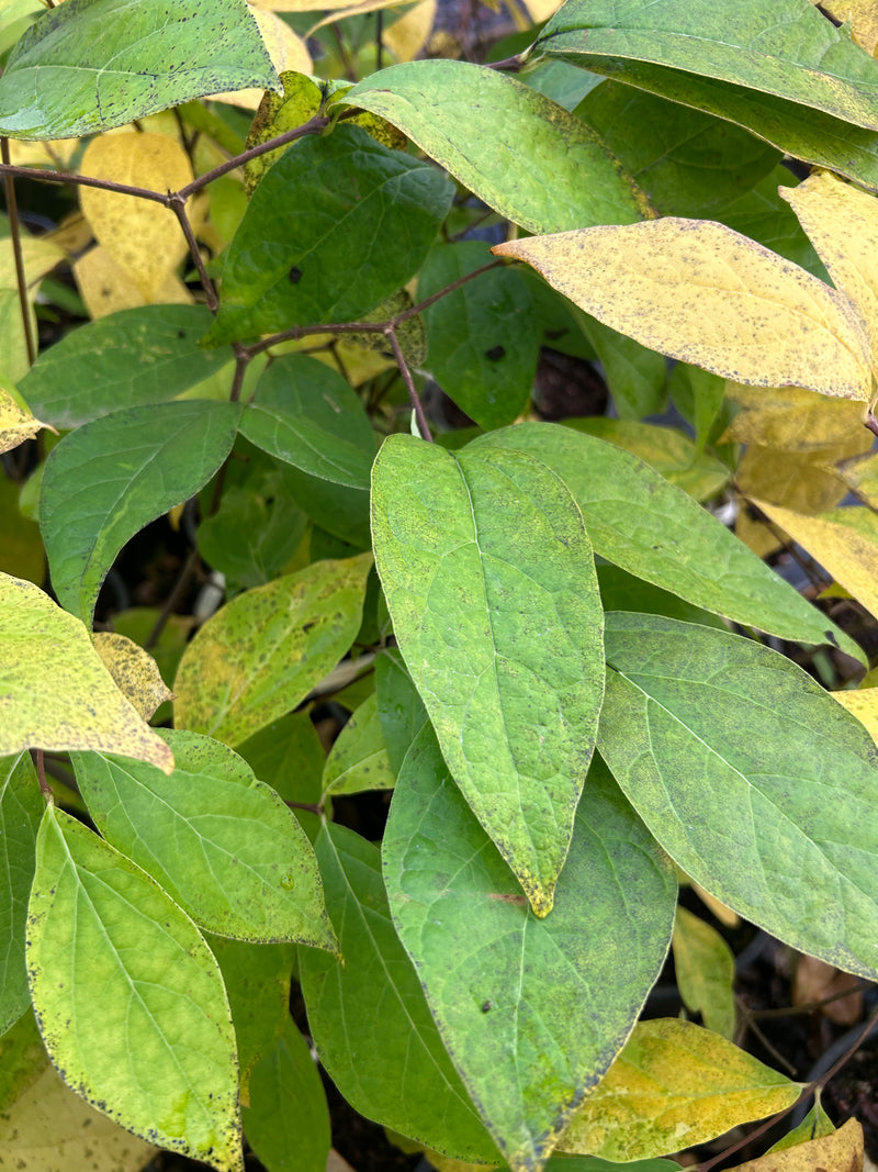 Calycanthus floridus 'Athens' Sweet shrub