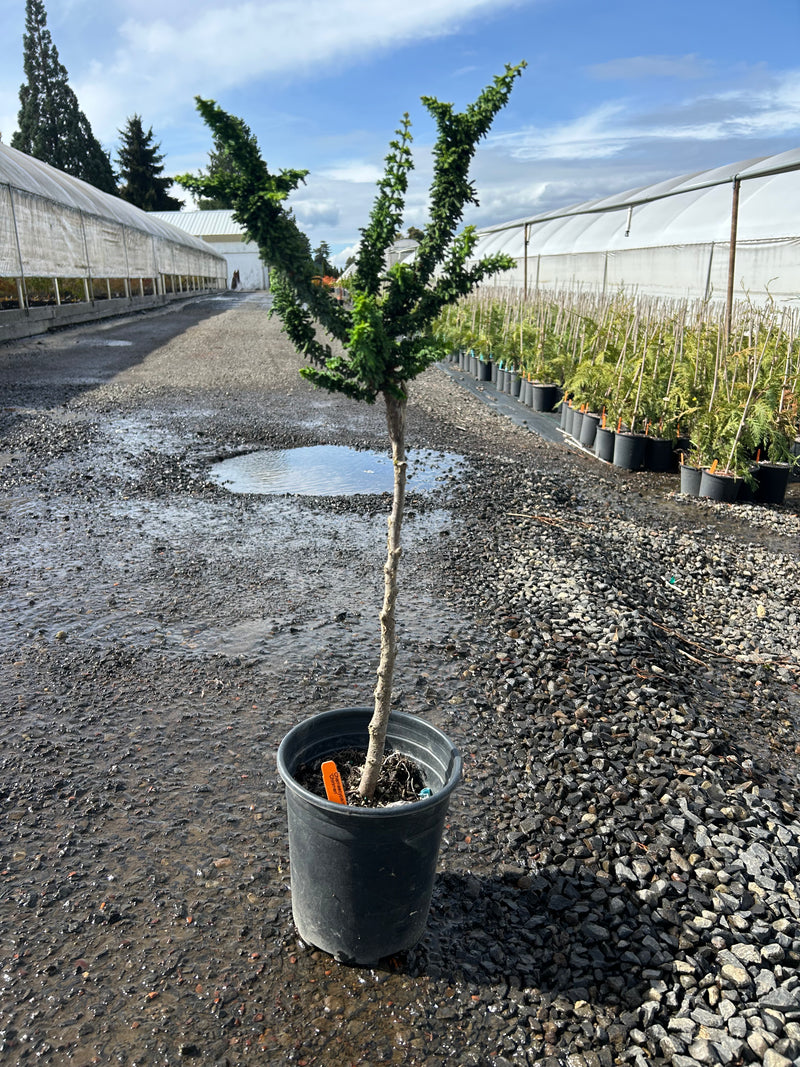 Chamaecyparis obtusa 'Chirimen' Hinoki Cypress