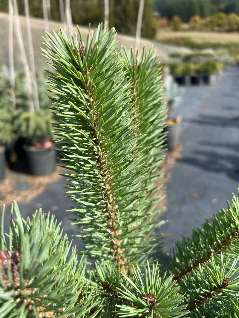 Pinus sylvestris 'Glauca Nana' Dwarf Blue Scot's Pine