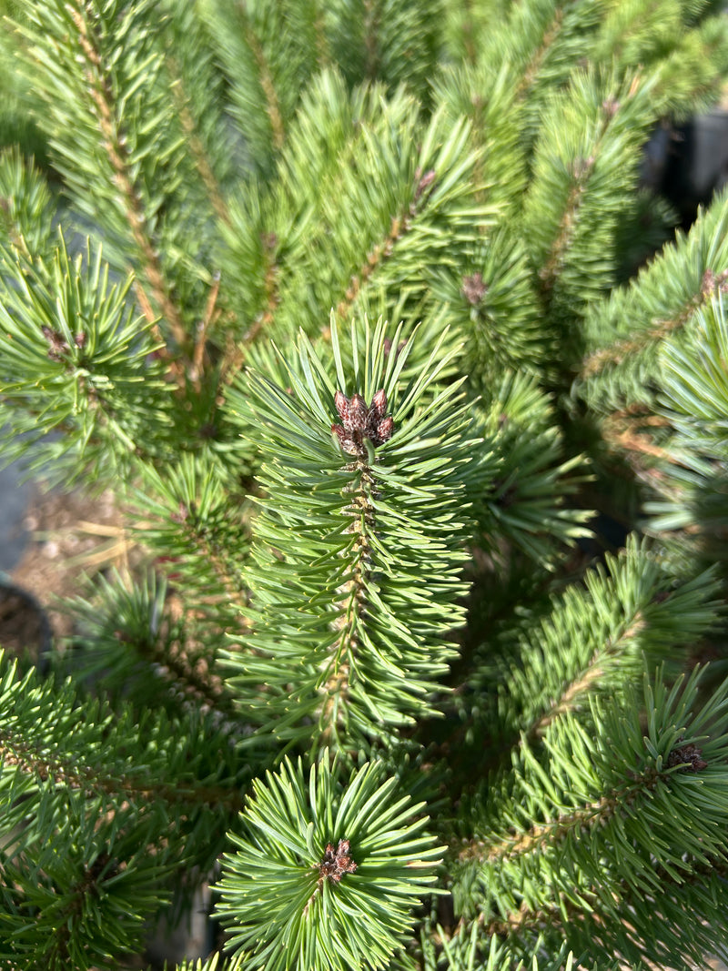 Pinus sylvestris 'Glauca Nana' Dwarf Blue Scot's Pine