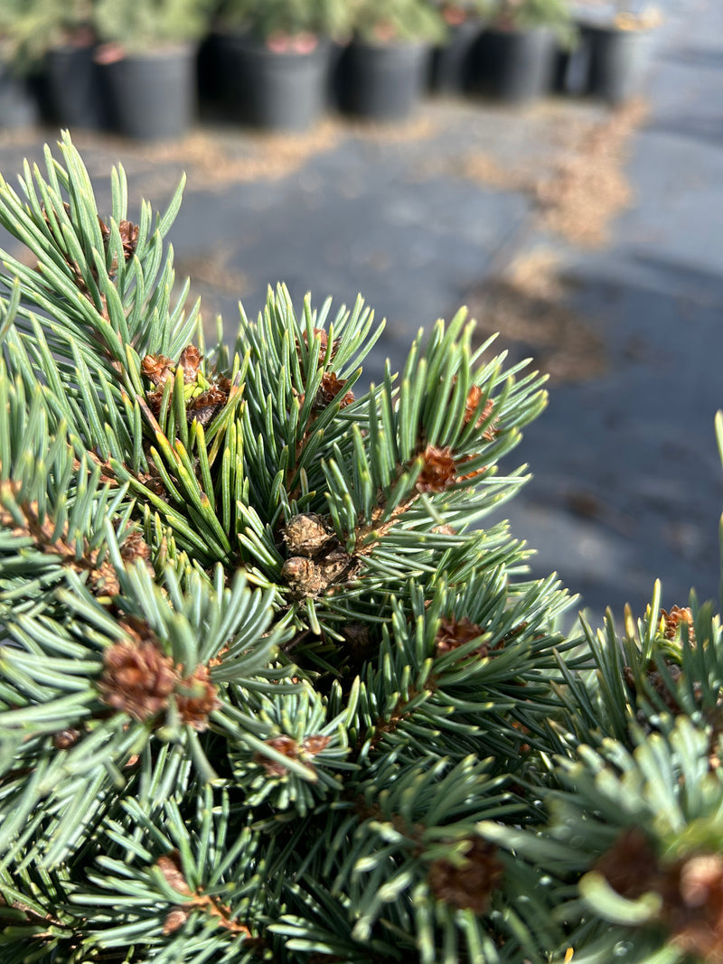 Picea engelmannii 'Low B. Low' Low B. Low Engelmann Spruce