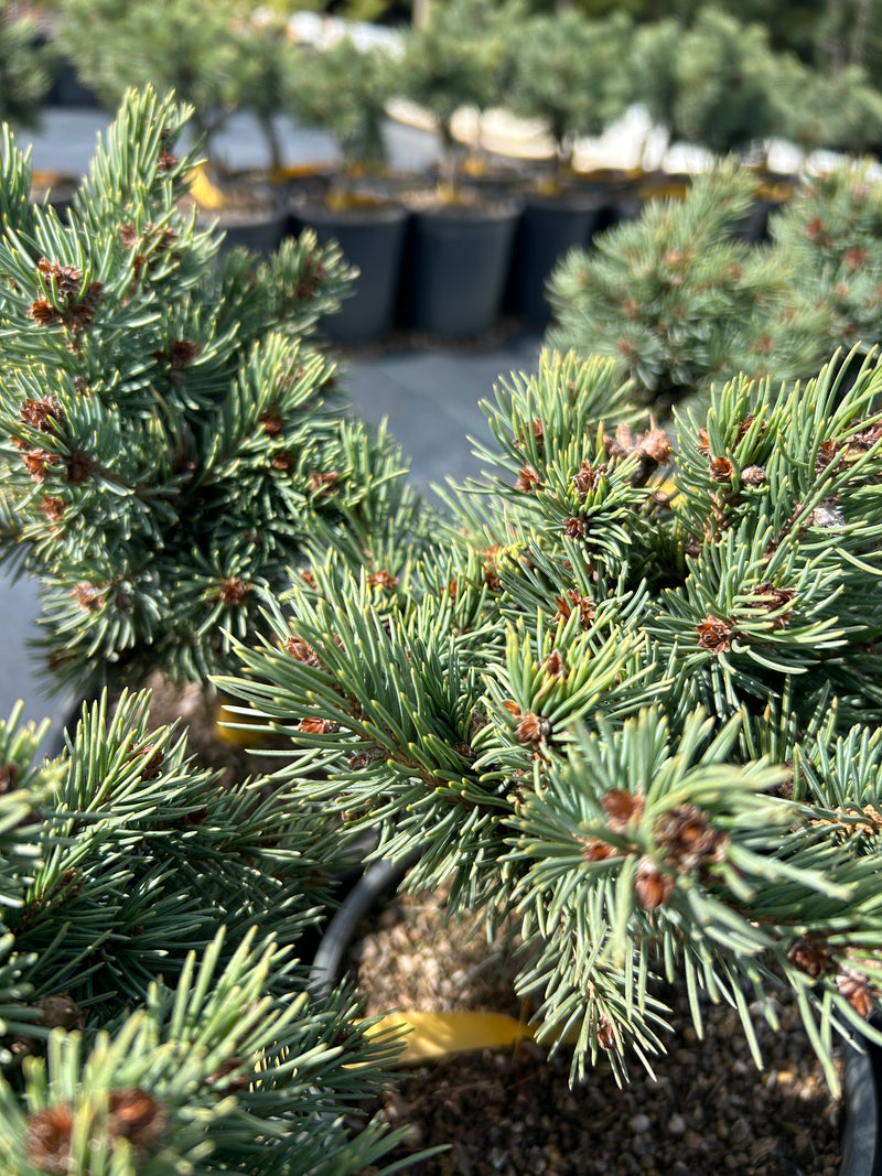 Picea engelmannii 'Low B. Low' Low B. Low Engelmann Spruce