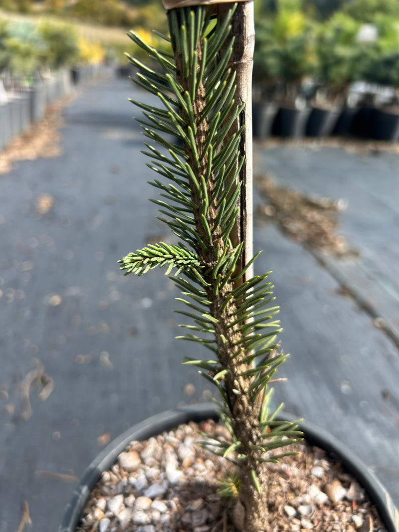 Picea abies 'JN Snake Branch Select' JN Snake Branch Select Norway Spruce