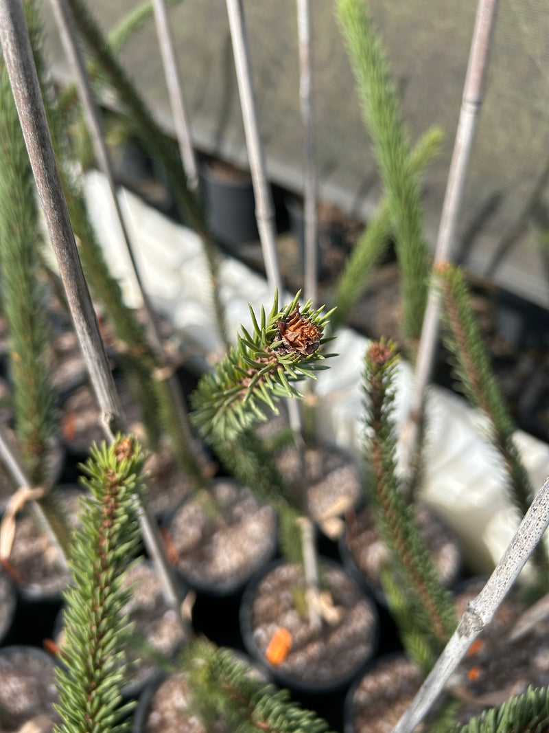 Picea abies 'JN Snake Branch Select' JN Snake Branch Select Norway Spruce