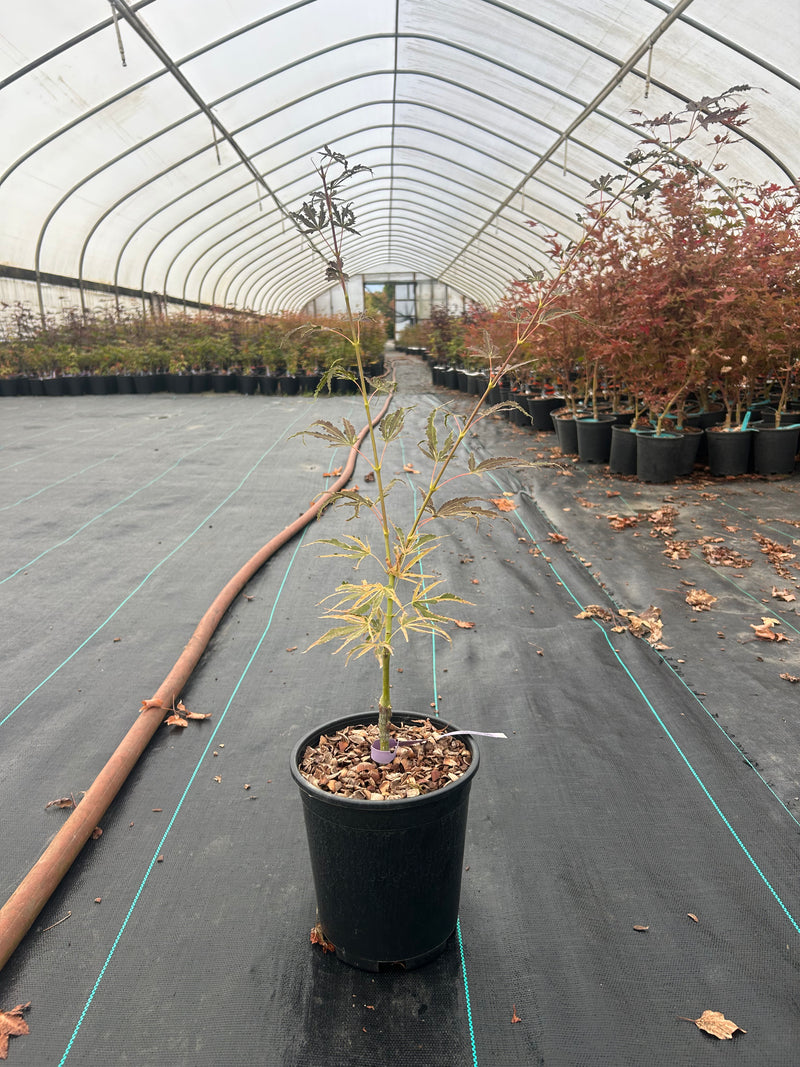 Acer Palmatum 'Manyo No Sato' Variegated Japanese maple