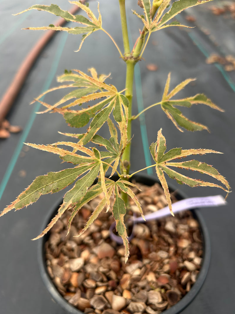 Acer Palmatum 'Manyo No Sato' Variegated Japanese maple