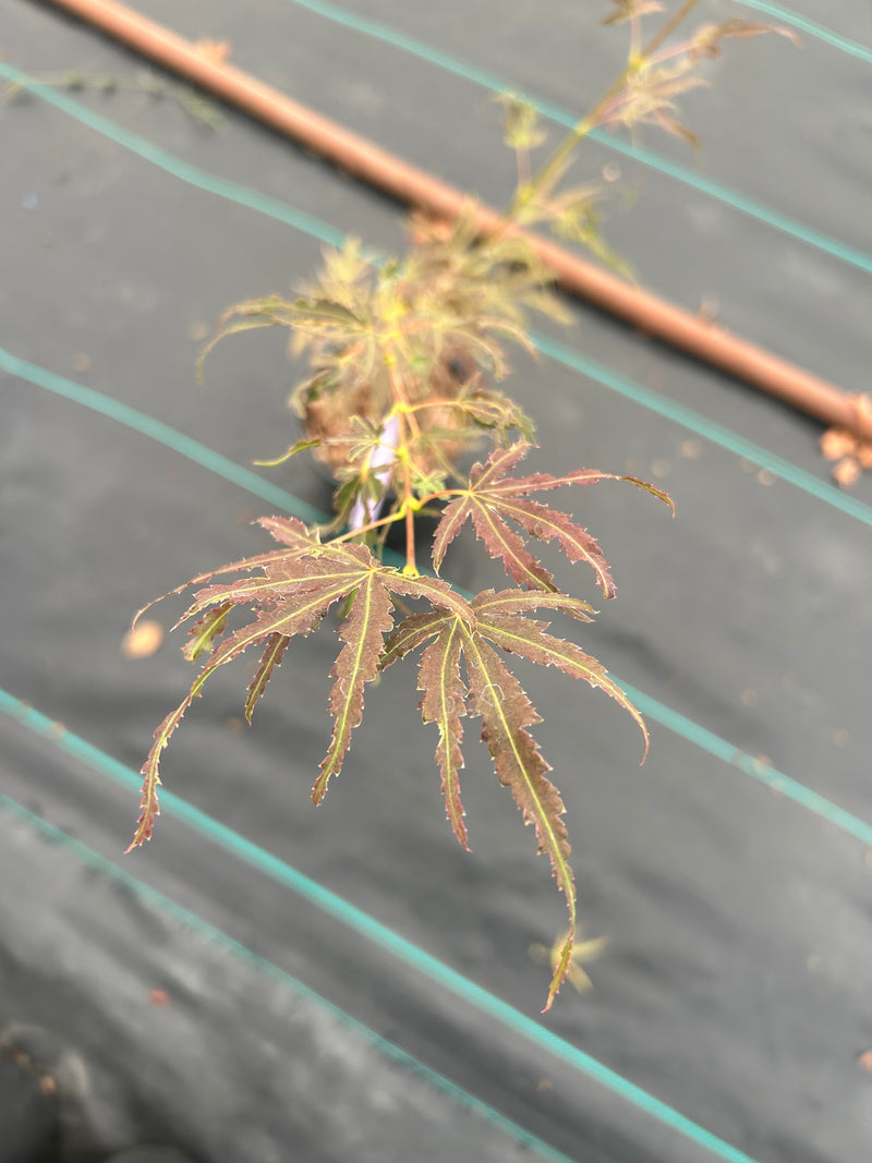 Acer Palmatum 'Manyo No Sato' Variegated Japanese maple