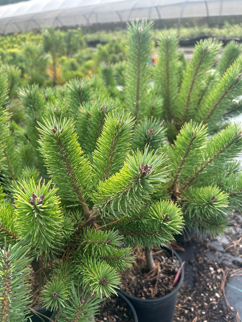 Pinus sylvestris 'Glauca Nana' Dwarf Blue Scot's Pine