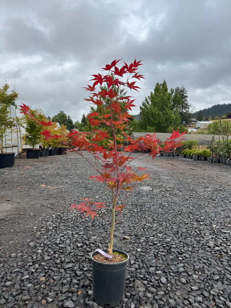 Acer palmatum 'Emperor 1' Japanese Maple Tree