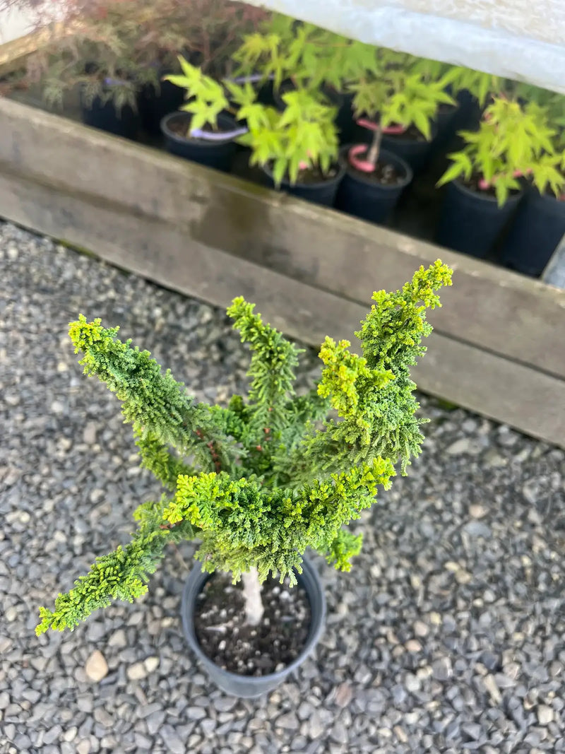 Chamaecyparis obtusa 'Chirimen' Dwarf Hinoki Cypress Standard Graft