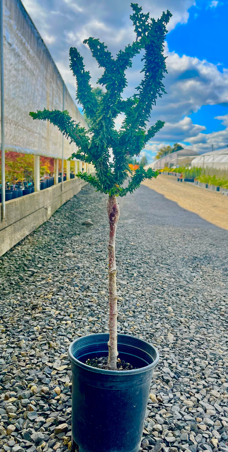 Chamaecyparis obtusa 'Chirimen' Dwarf Hinoki Cypress Standard Graft