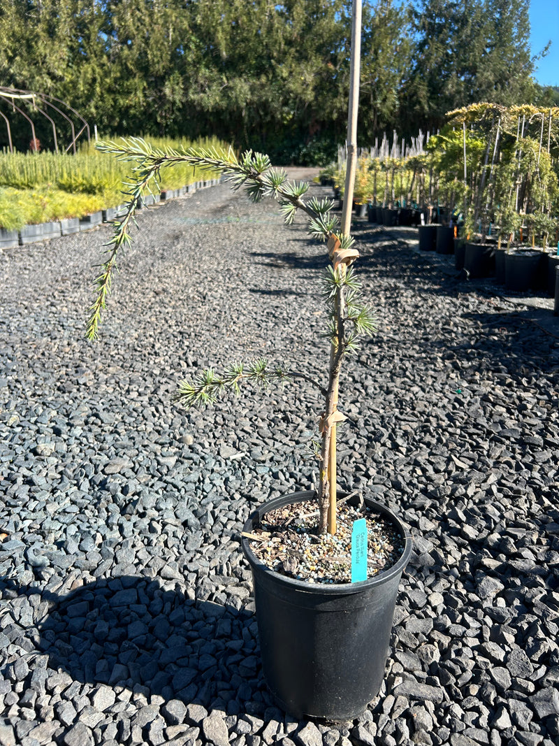 Cedrus libani 'Glauca Pendula' Weeping Blue Lebanon Cedar
