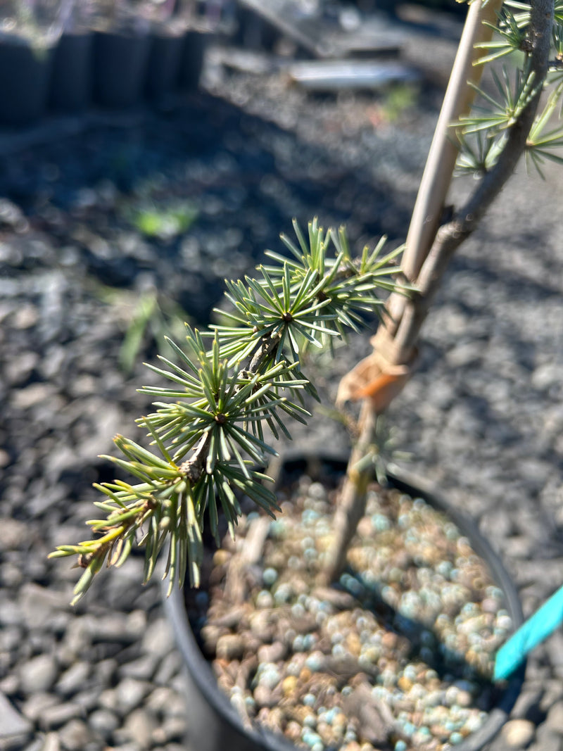 Cedrus libani 'Glauca Pendula' Weeping Blue Lebanon Cedar