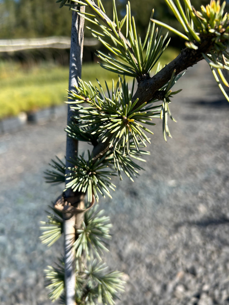 Cedrus libani 'Glauca Pendula' Weeping Blue Lebanon Cedar