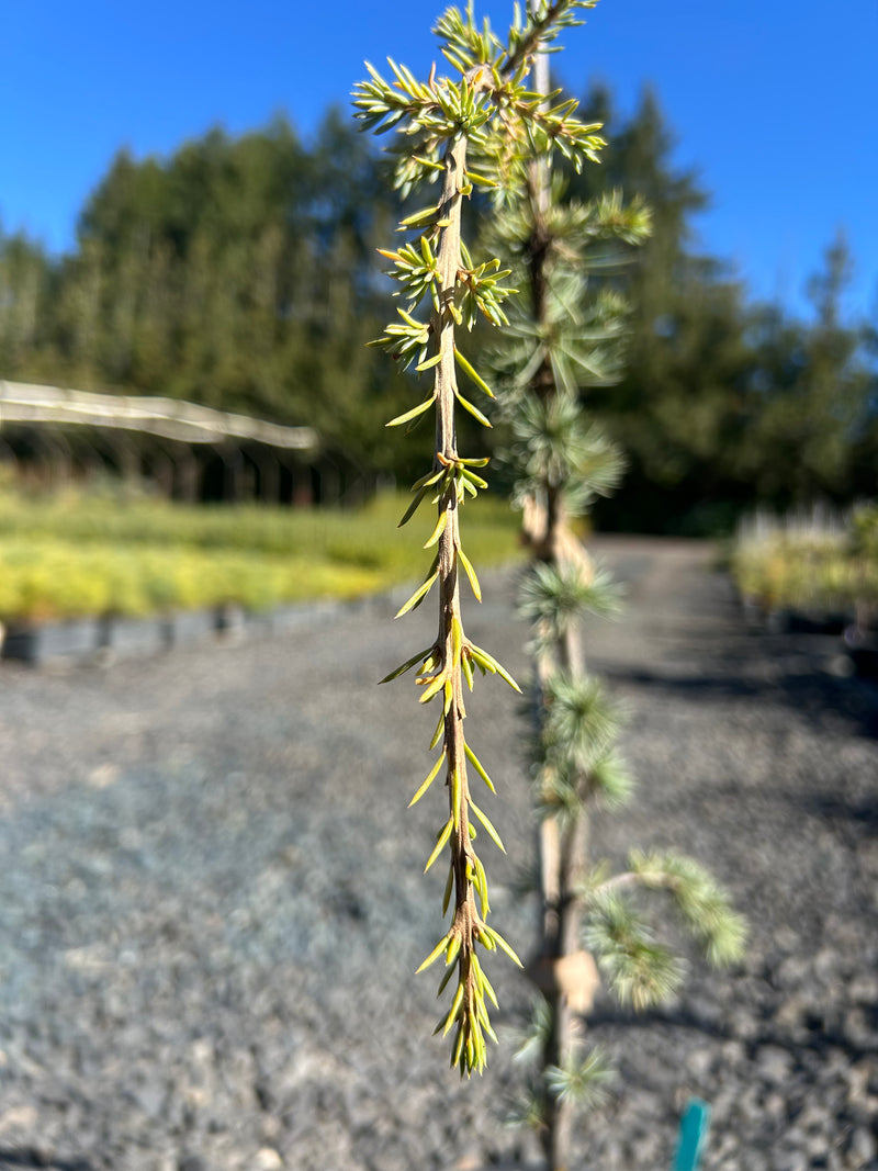 Cedrus libani 'Glauca Pendula' Weeping Blue Lebanon Cedar