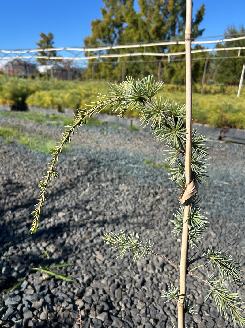 Cedrus libani 'Glauca Pendula' Weeping Blue Lebanon Cedar