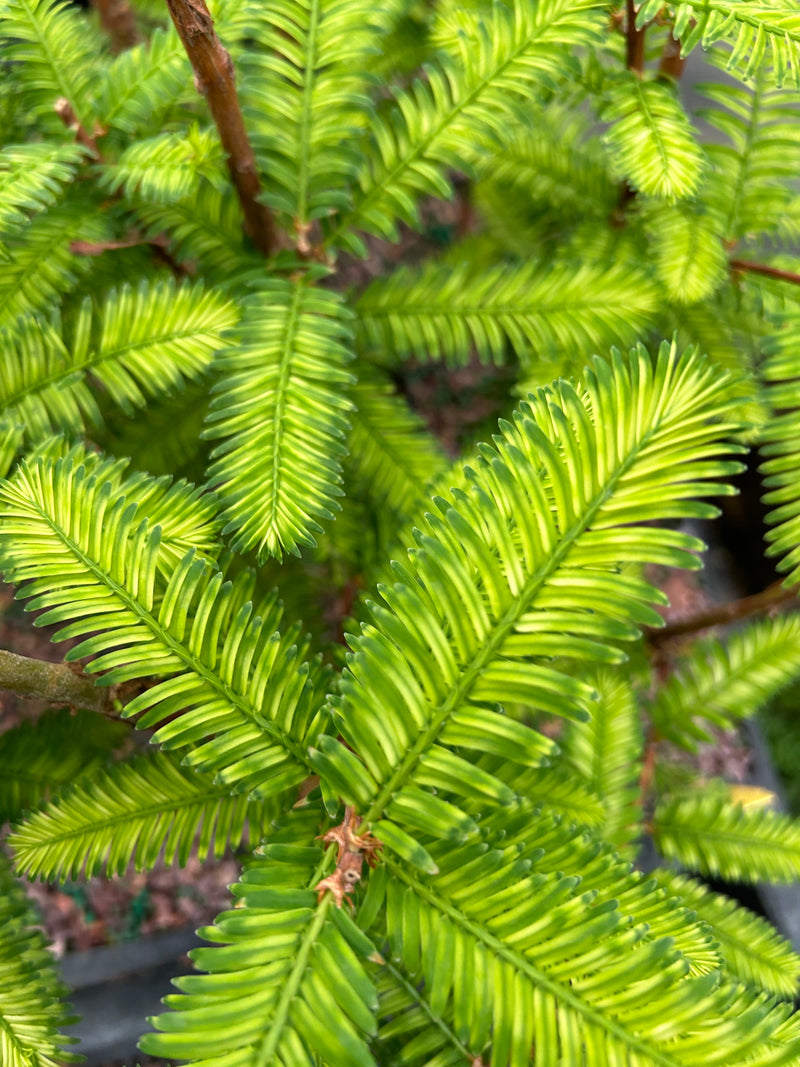 Metasequoia glyptostroboides 'Little Creamy' Variegated Dawn Redwood
