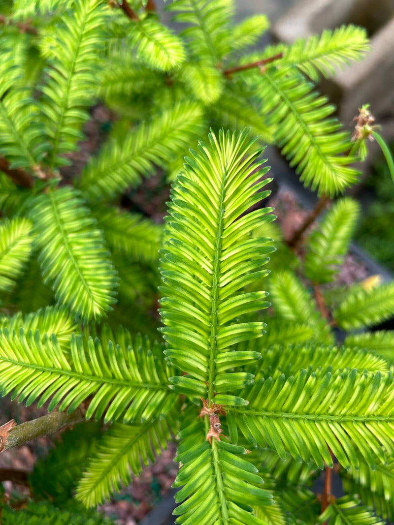 Metasequoia glyptostroboides 'Little Creamy' Variegated Dawn Redwood