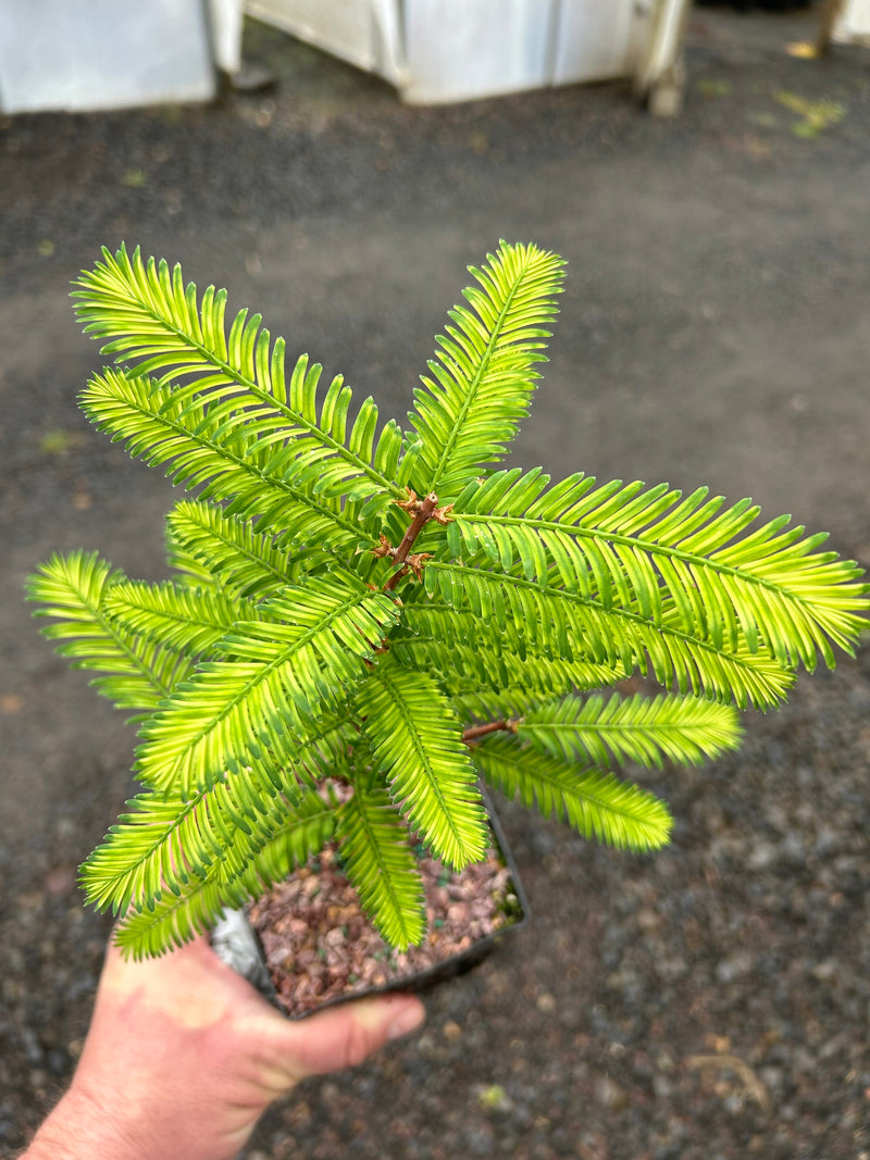 Metasequoia glyptostroboides 'Little Creamy' Variegated Dawn Redwood