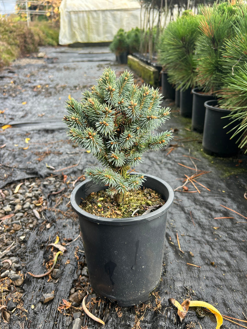 Picea pungens 'Blue Pearl' Miniature Colorado Blue Spruce