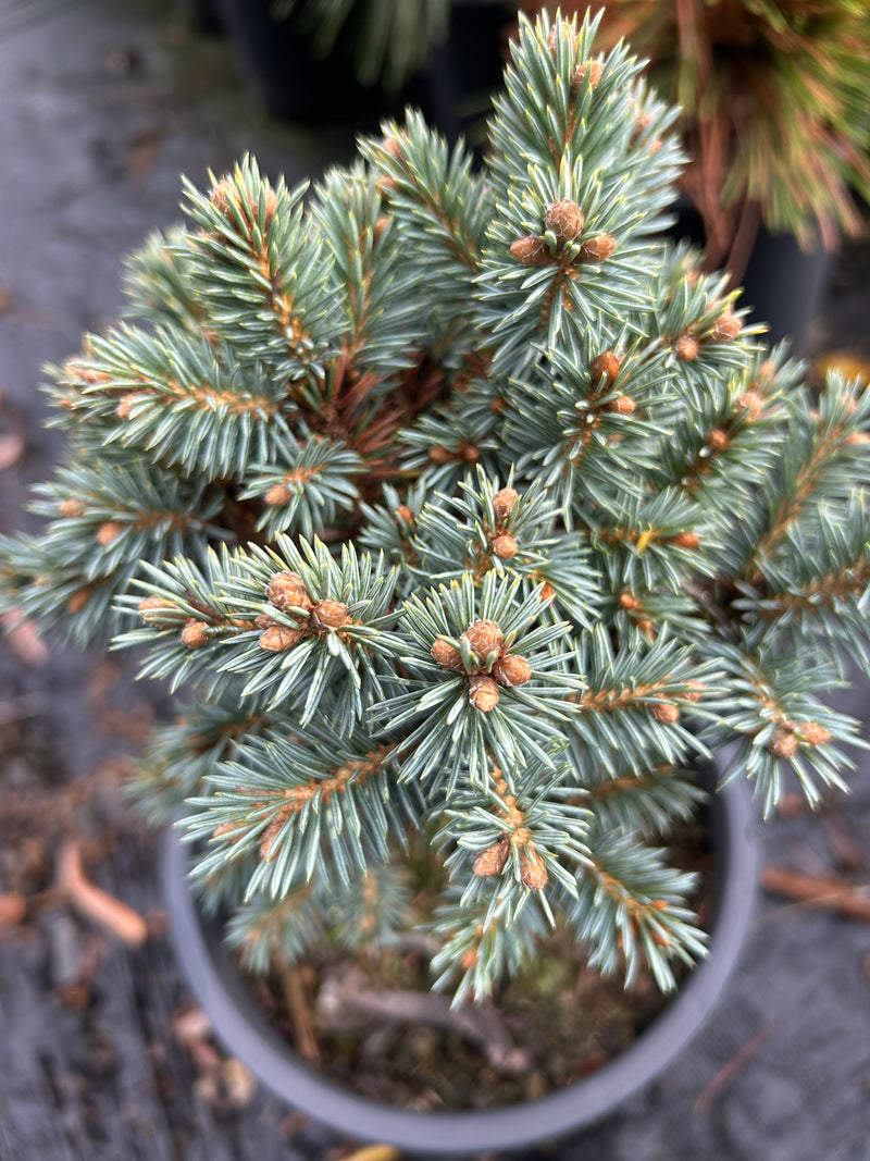 Picea pungens 'Blue Pearl' Miniature Colorado Blue Spruce